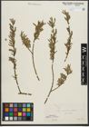 Foto von Salix purpurea L. x Salix viminalis L.